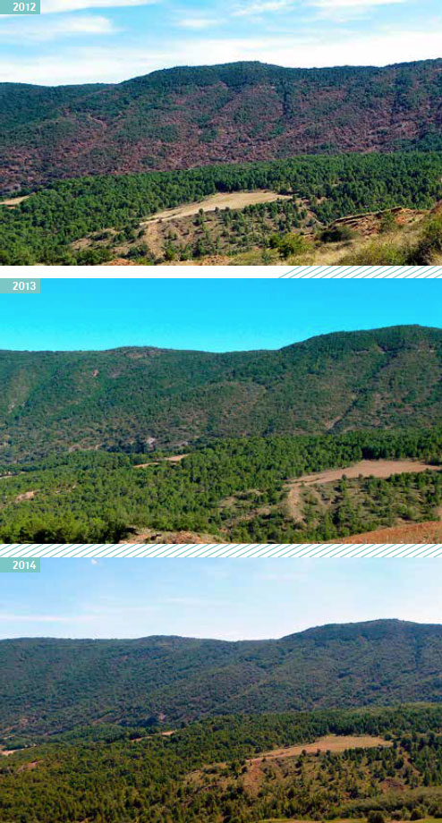 Bosc mixt de roure, alzina, pi roig i pinassa a la comarca del Pallars Sobirà els anys 2012, 2013 i 2014. En aquest cas l’afectació era visible el 2012. Els arbres estan quasi totalment recuperats els dos anys següents.
