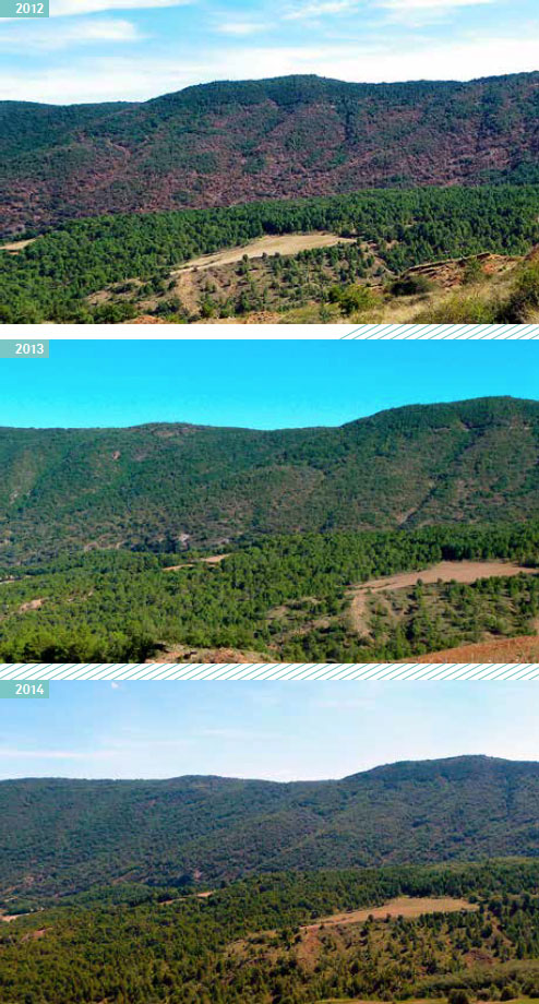 Bosc mixt de roure, alzina, pi roig i pinassa a la comarca del Pallars Sobirà els anys 2012, 2013 i 2014. En aquest cas l’afectació era visible el 2012. Els arbres estan quasi totalment recuperats els dos anys següents.