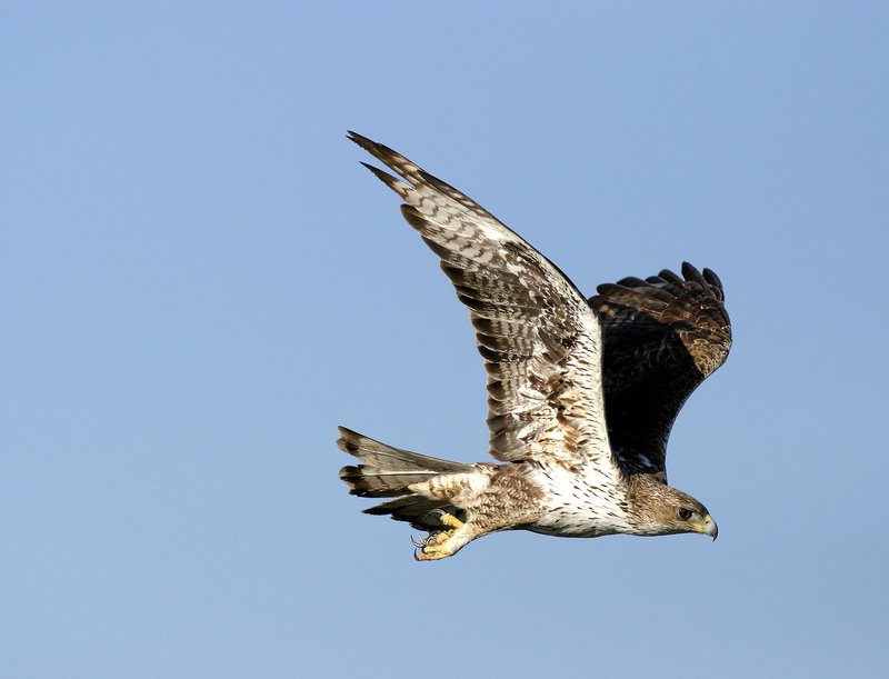 Mora D Ebre Tallara Camins A La Picossa Per Assegurar La Reproduccio De L Aguila Cuabarrada Feec Federacio D Entitats Excursionistes De Catalunya