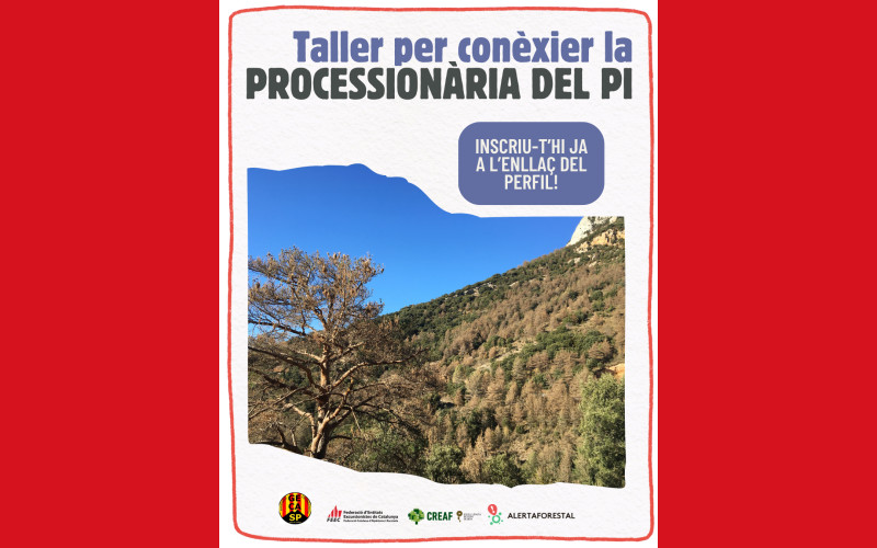 foto del bosc, un arbre en primera línia i una muntanya petita i frondosa darrere